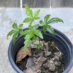 Green Japanese Maple Plant in 1 Gallon Pot  Cash only 