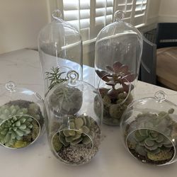Hanging Glass Terrariums With Faux Succulents