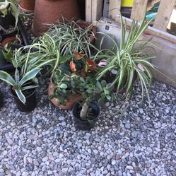 Diferentes Plantas $10- Each 