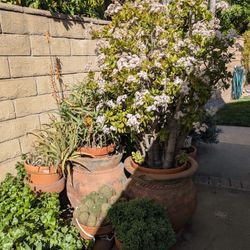 PHILLIPS RANCH YARD / GARAGE SALE 2/7 - Video Games, Plants, Media