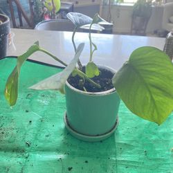 Pothos In 5” Ceramic Pot