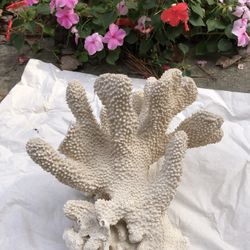 Coral that is decorative for reef tanks