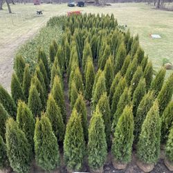 PRIVACY TREES GREEN EMEALRD ARBORVITAES