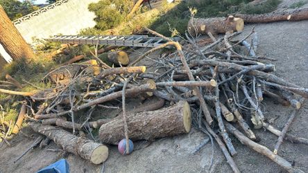 Fire Wood Logs (pine Trees) For Sale Cheap