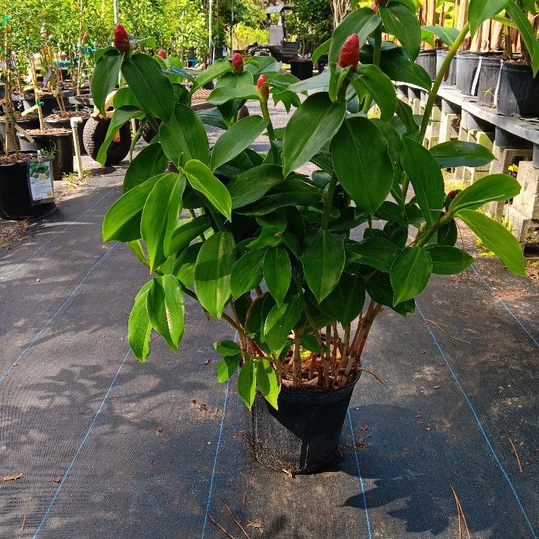 Ginger Shampoo Plant 3 Gallons for Sale in Deerfield Beach, FL OfferUp