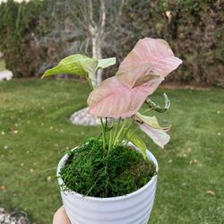 Houseplant 