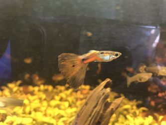 Beautiful Guppies, male and female On SALE