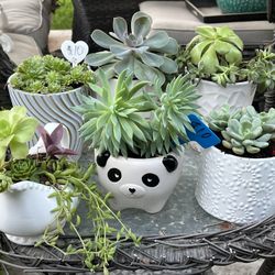 Many Succulent Planter
