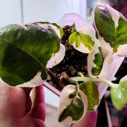 N'joy Pothos Plant #1