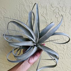 Xerographica Air plant 