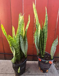 Snake plant