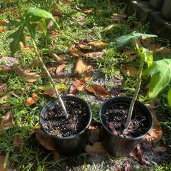Papaya Trees