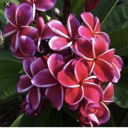 Gina Deep Red Blooms