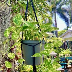 Hanging Pothos