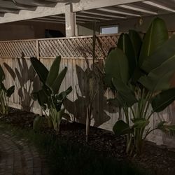 3 Elephant, Ear Plant, And One Palm 