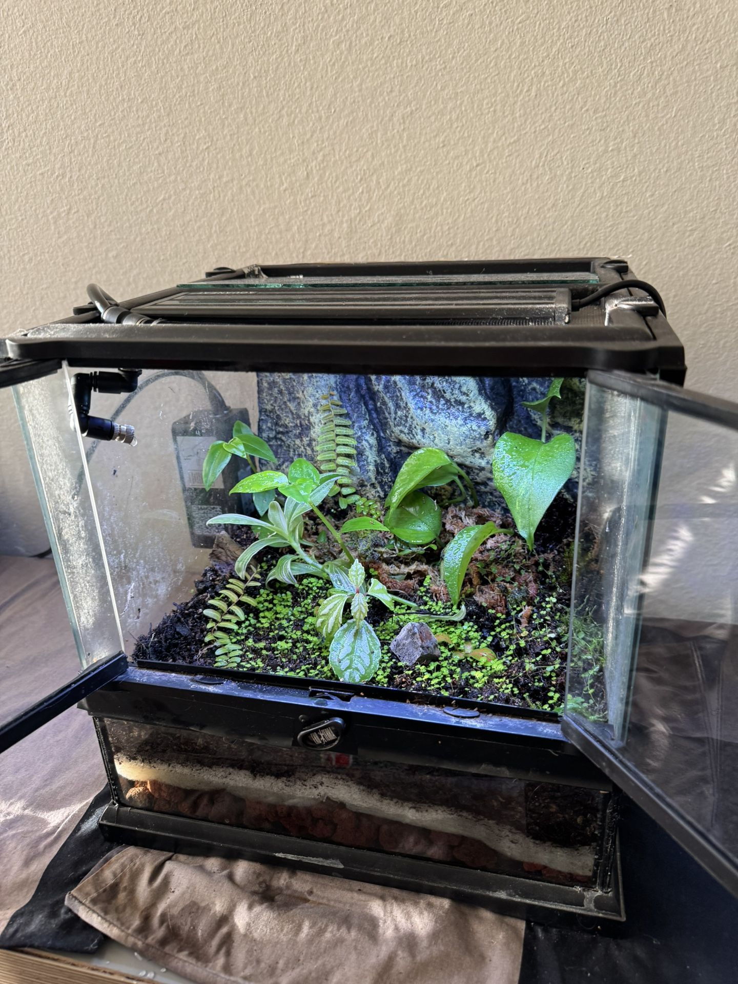 Bioactive Terrarium