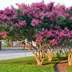 Crape myrtle trees and plant sale
