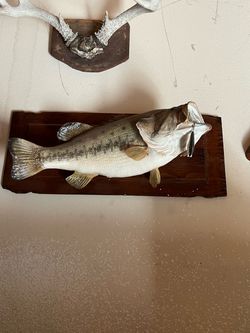 Taxidermy Bass