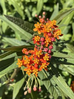 🌿🦋 MILKWEED GROW FOR THE BUTTERFLIES! 🌿