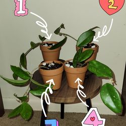 Hoya Carnosa single plant