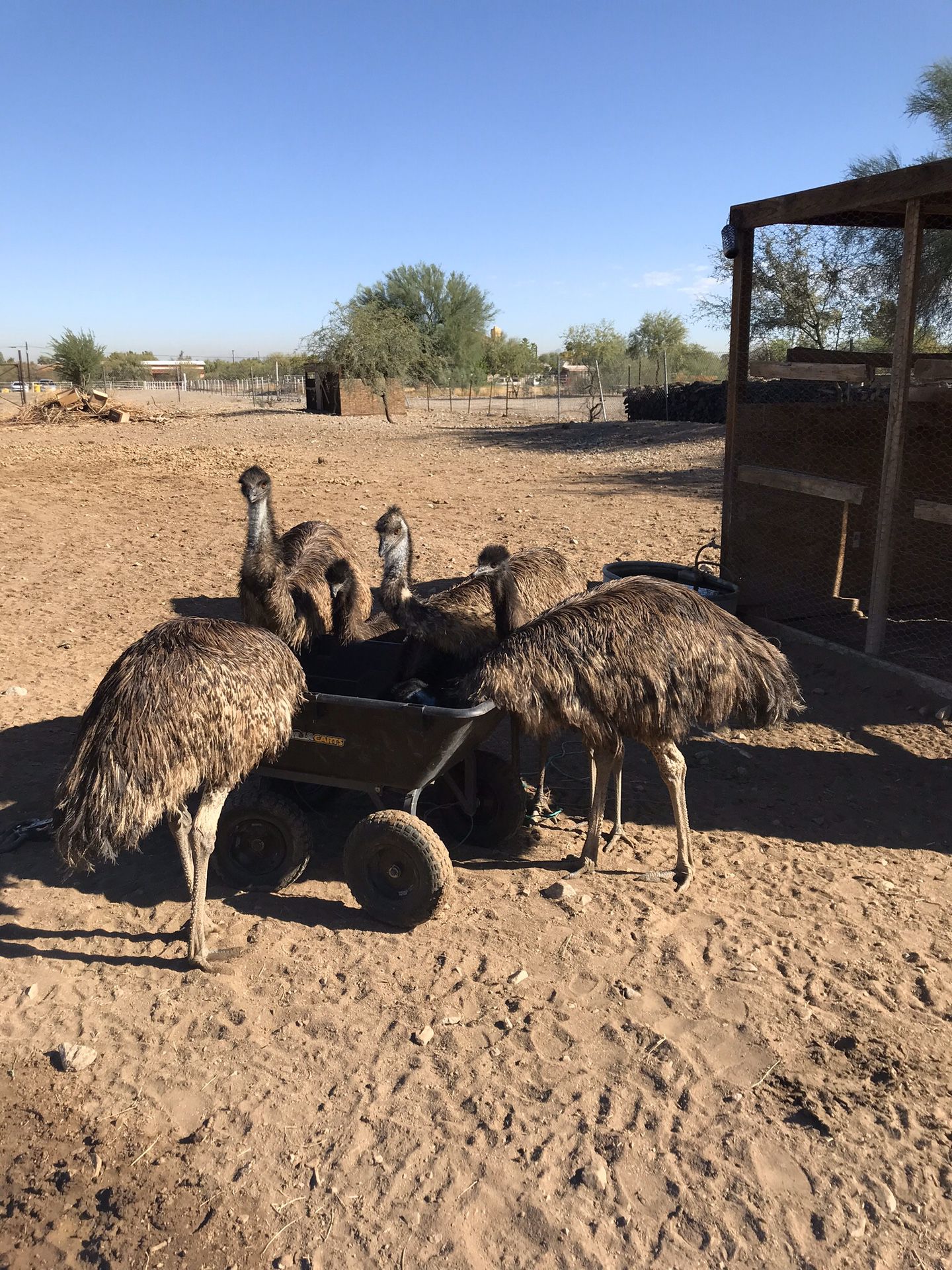 Emus 6 months old