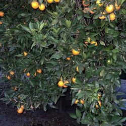 Naranjas Orgánicas-Organic Orange