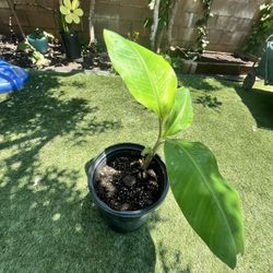 Banana 🍌 Plant 