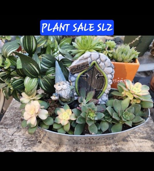 AEONIUMS AND SUCCULENTS SALE TODAY IN SAN LORENZO
