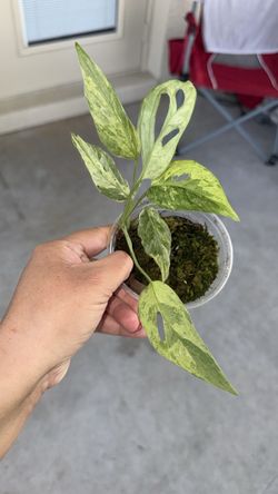 Varigated monstera adansonii mint