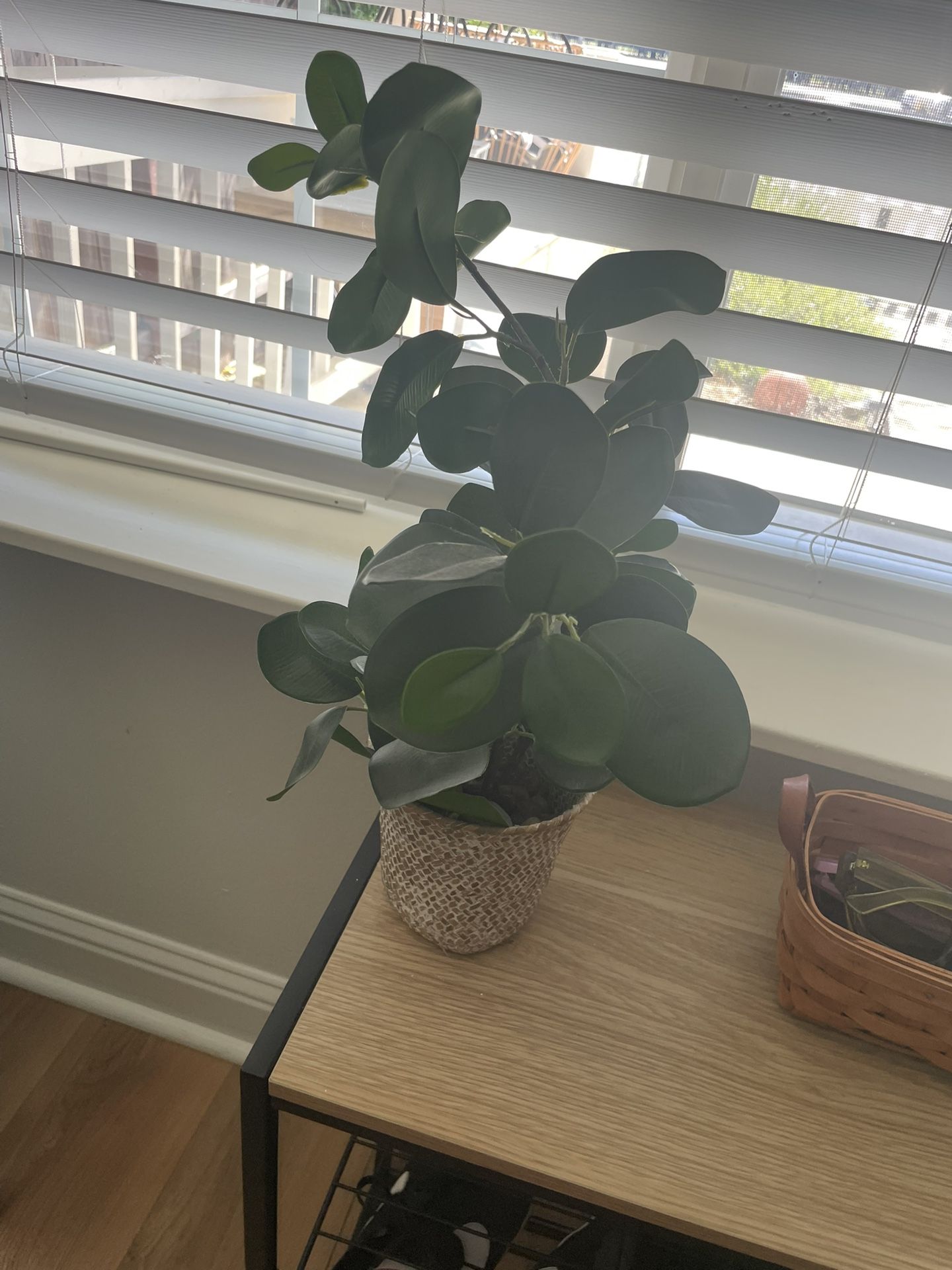 Potted Indoor Plant
