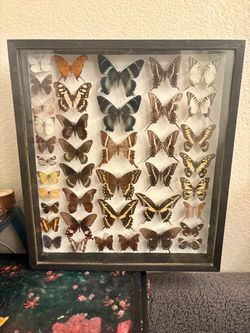 REAL BUTTERFLY TAXIDERMY DISPLAY
