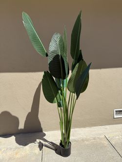 Big Leaf Plant