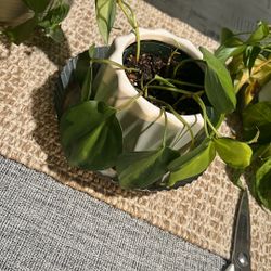 2$ Putter Pot Not Including Just Plastic 