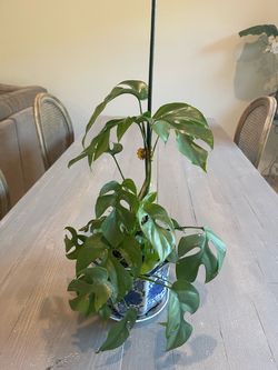 Monstera in Chinoiserie Pot