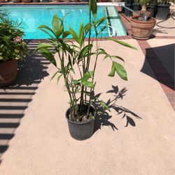 Chamaedorea Seiftizii- Bamboo Palm, Reef Palm, Parlor Palm