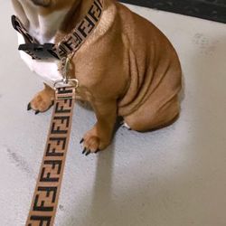 Brown Dog Collar Set