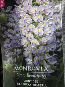 Beautiful Wisteria