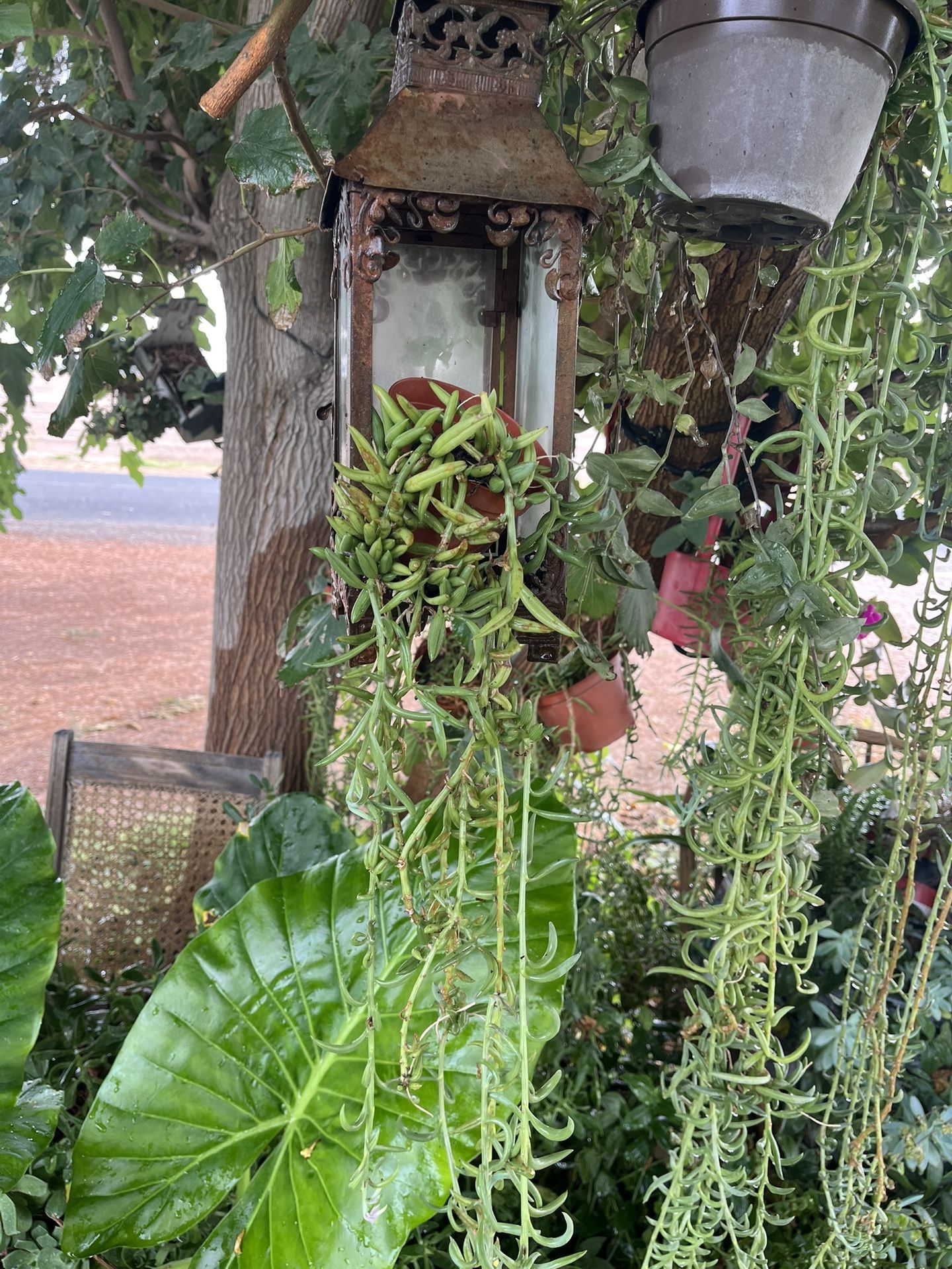 Planta Cogable