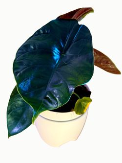 Alocasia Green Unicorn Plant - 6inch