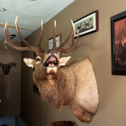 Elk Mount