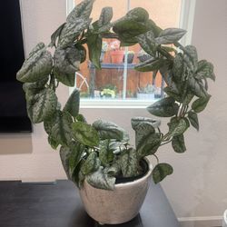 Big Philodendron Plant 