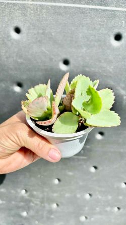5 plants of mother of thousands plants all for $5