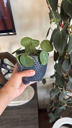 Chinese money plant with pot