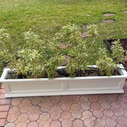 4 Plants For Sale ( Only Plants )