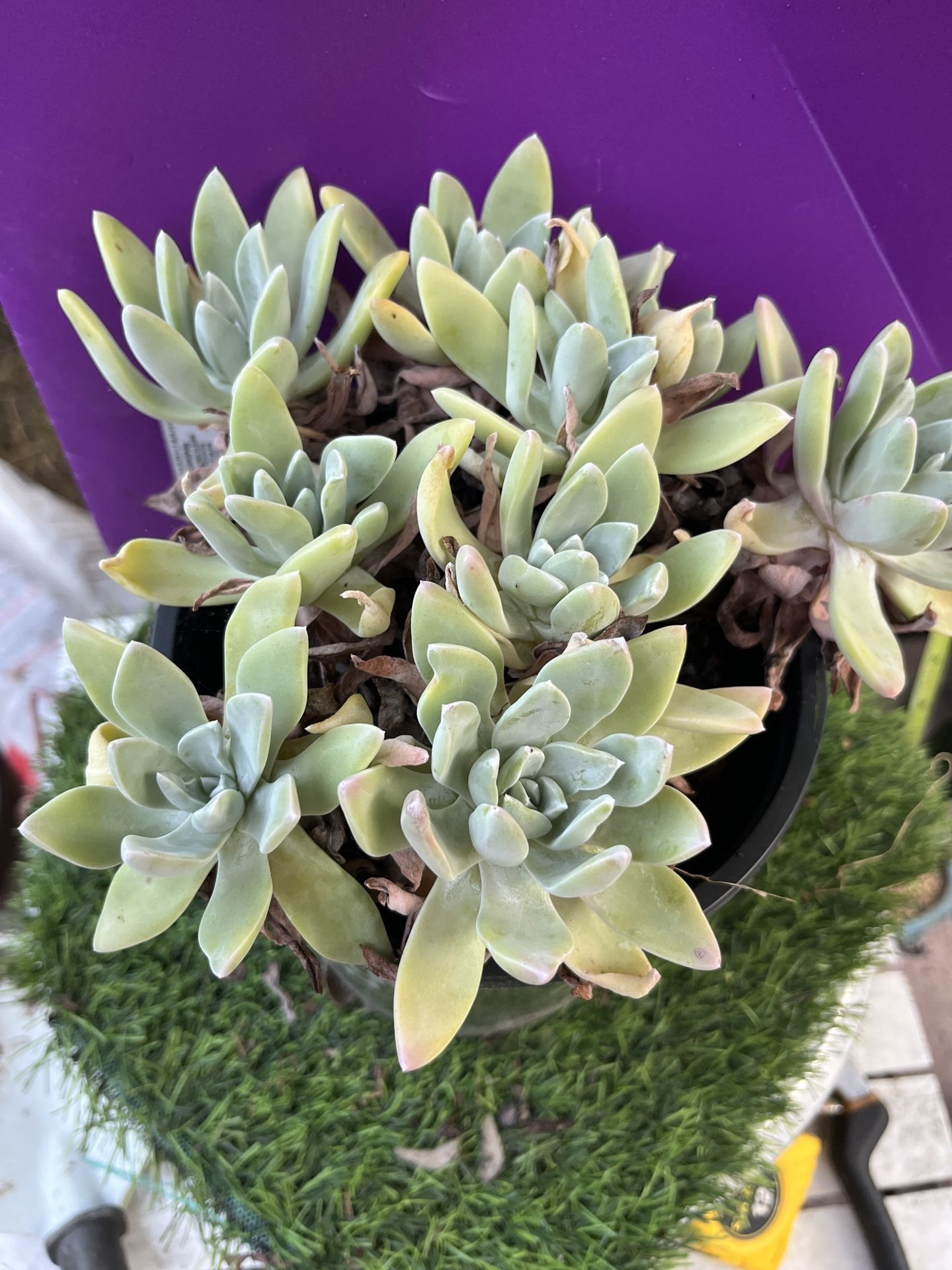 Dudleya farinosa cluster , Live Rooted , get 2 free succulent cuttings