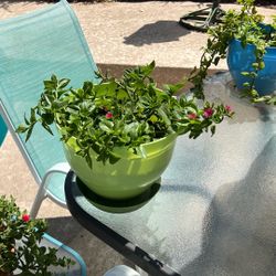 SUNNY. ROSE. FLOWERING. PLANT