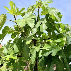 Fig Tree For Sale