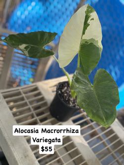 🪴Alocasia Macrorrhiza Variegata🪴This seed original come from P.R. 🇵🇷