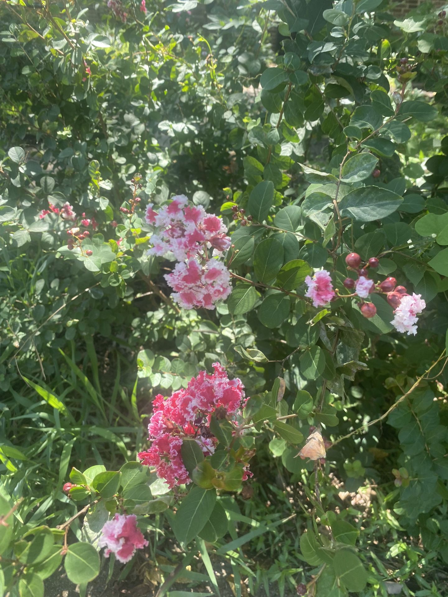 Crêpe, Myrtle 2 Colors, Pink And White Flower