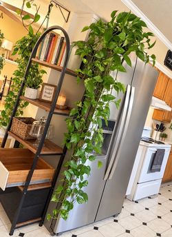 6 foot long golden Pothos